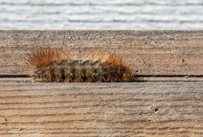 Caterpillar..