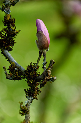 Magnolienblüte