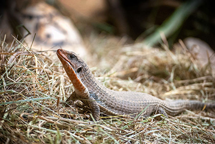 Kleine, flinke Echse...