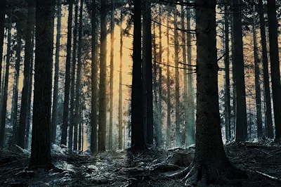 songsfromthewood2