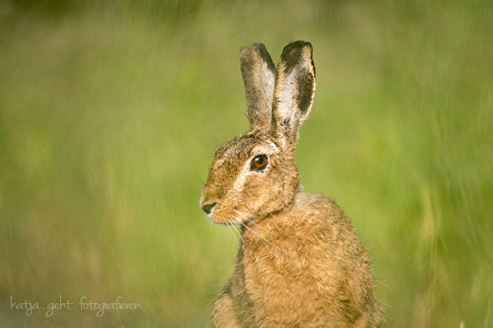 Feldhase am frühen Morgen