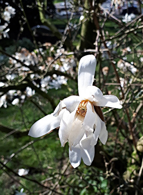 Sternmagnolie