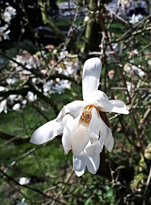 Sternmagnolie