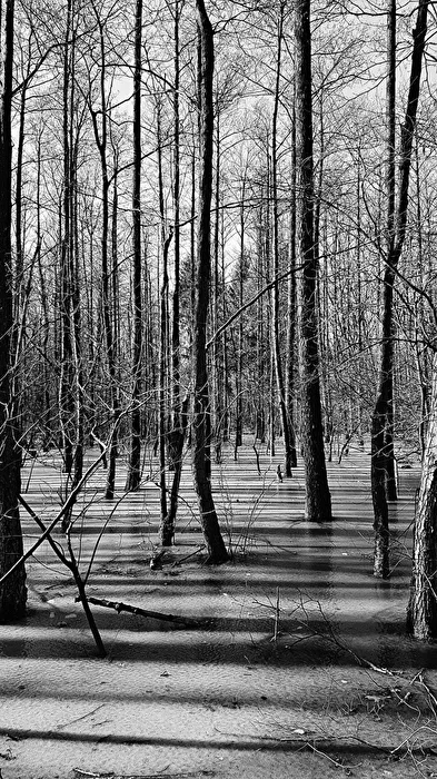 Ombres des arbres