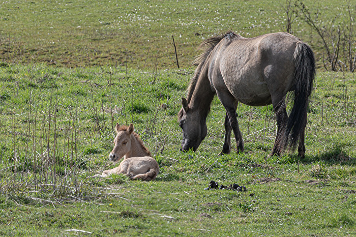 Nachwuchs bei den Konik-Pferden in Olfen  2