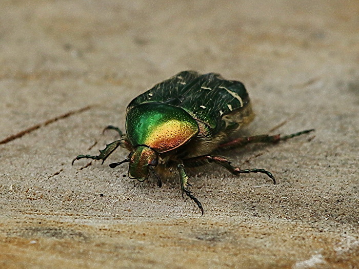 Rosenkäfer