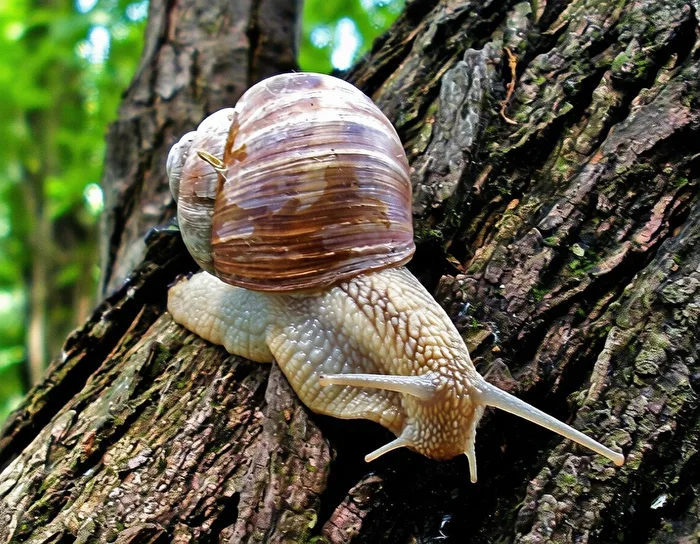 Weinbergschnecke