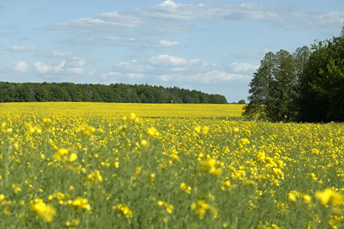 Rapslandschaft