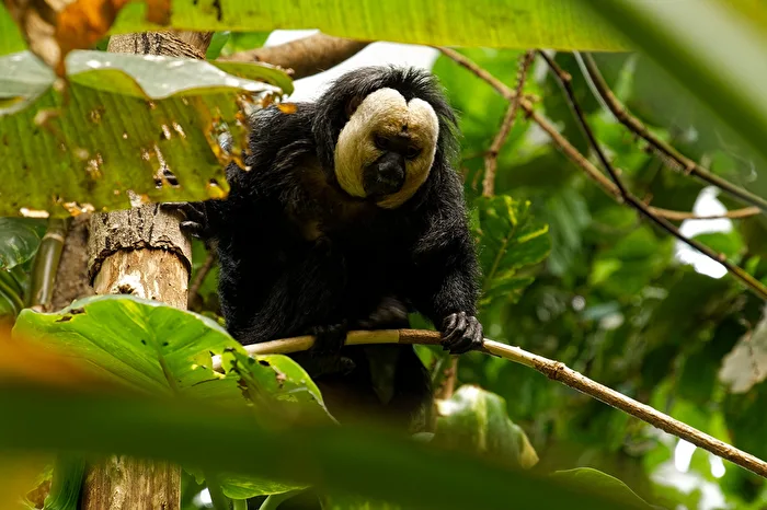 White-faced saki