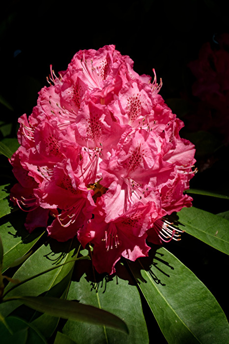 Rhododendron