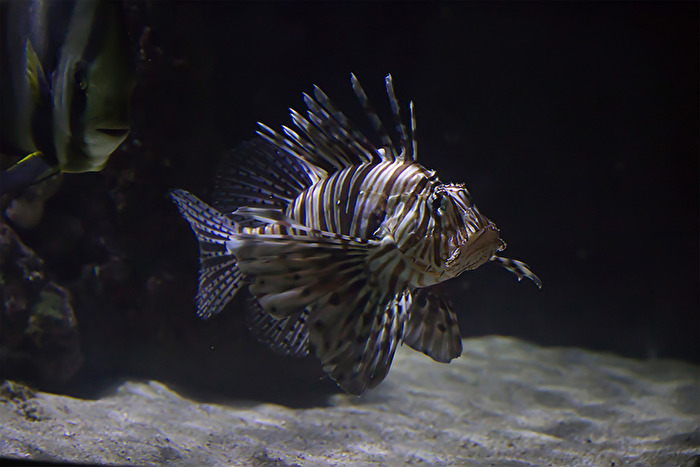 Fische                     Rotfeuerfisch
