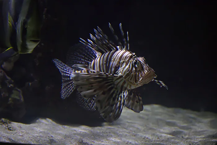 Fische                     Rotfeuerfisch