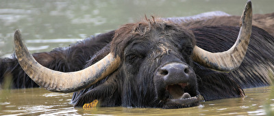 Wasserbüffel sucht die Abkühlung