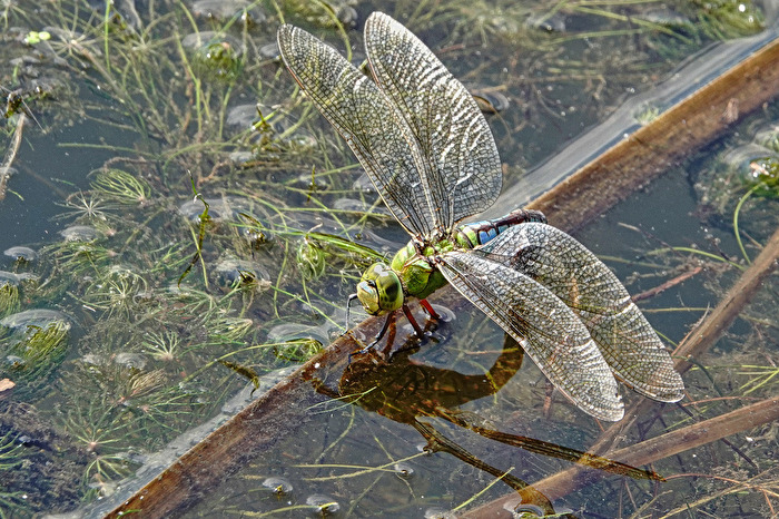 Große Königslibelle