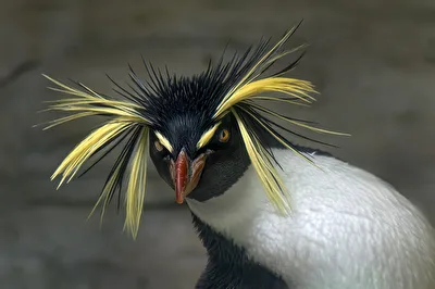 Felsenpinguin