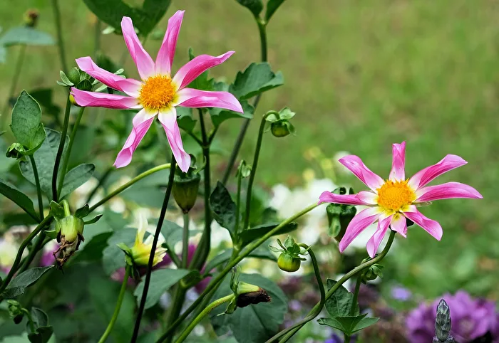 Windmill Dahlia
