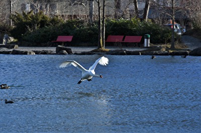 Enten