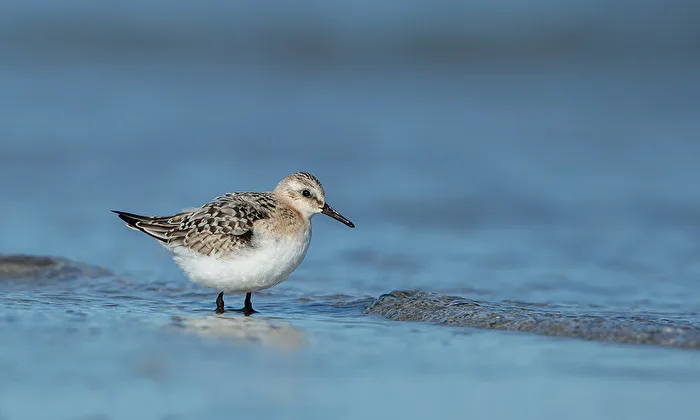 Bécasseau sanderling (Calidris alpina)
