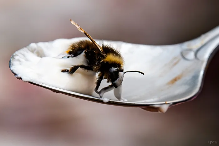 Erdhummel im Quark