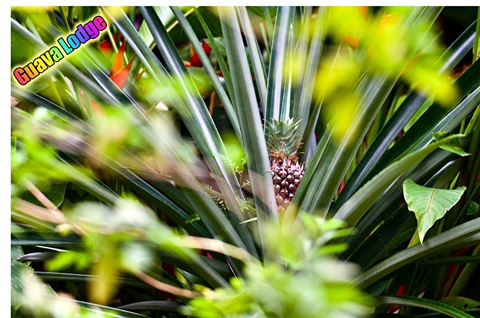 Pina,Ananas