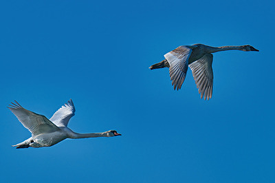 Schwan mit Jungtier