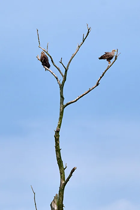 Sea Eagle