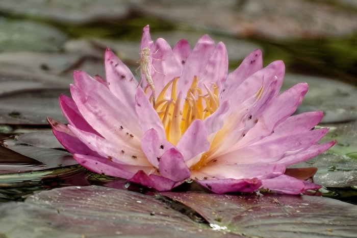 Seerose
