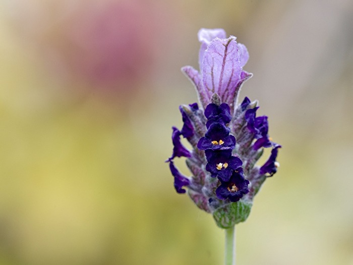 Schopflavendel