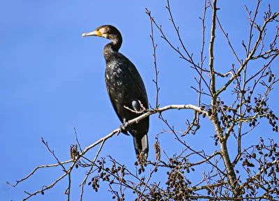 Kormoran
