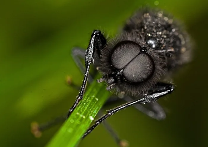 March fly