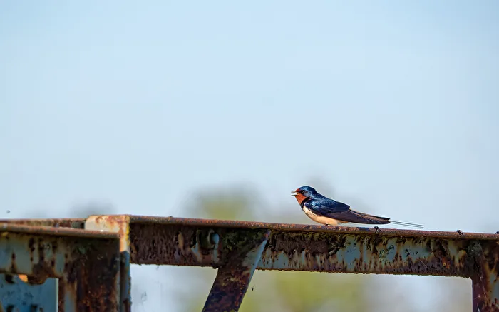 Rauchschwalbe (Hirundo rustica).