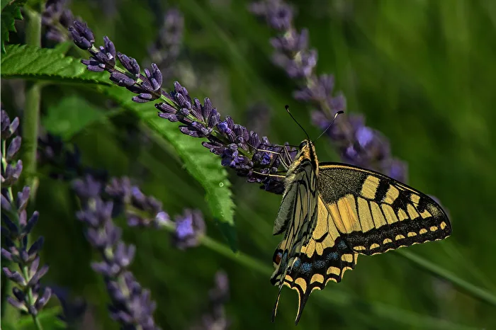 Am Lavendel