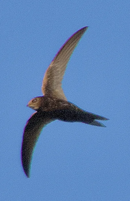 Mauersegler