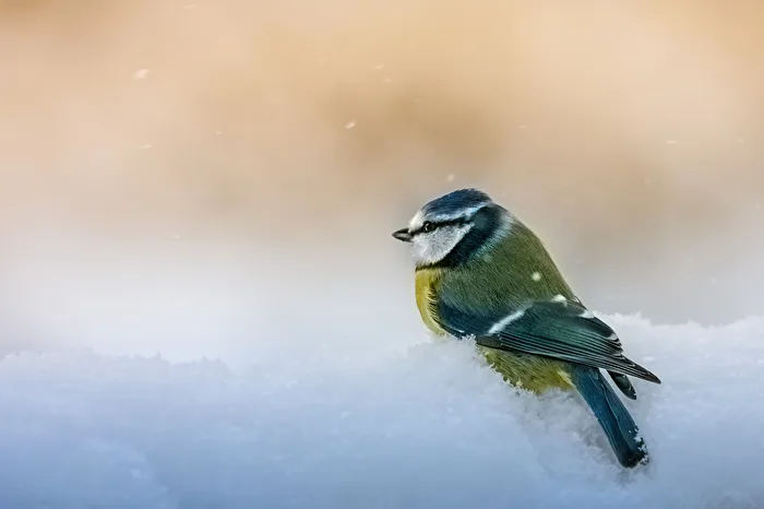 Frosty