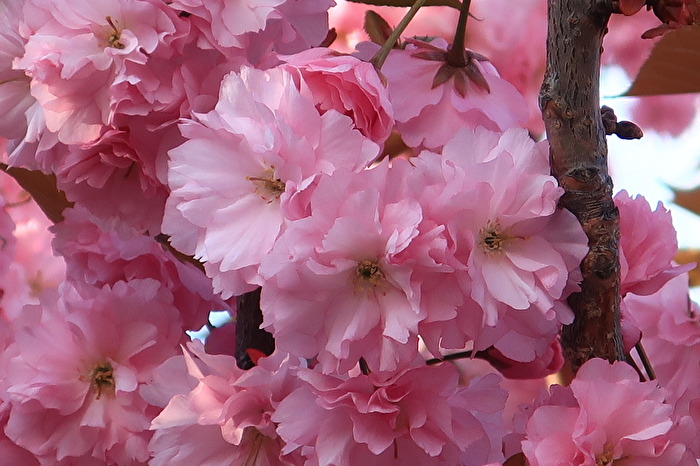 Traum in rosa