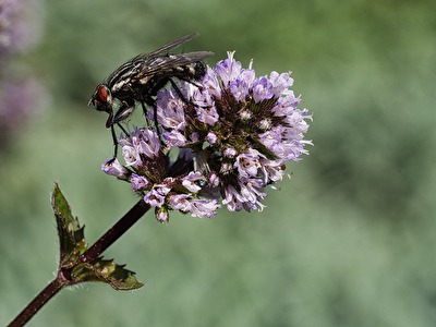 Fliege auf Minzeblüte