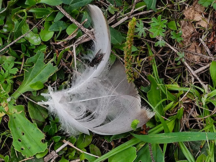 Found Object