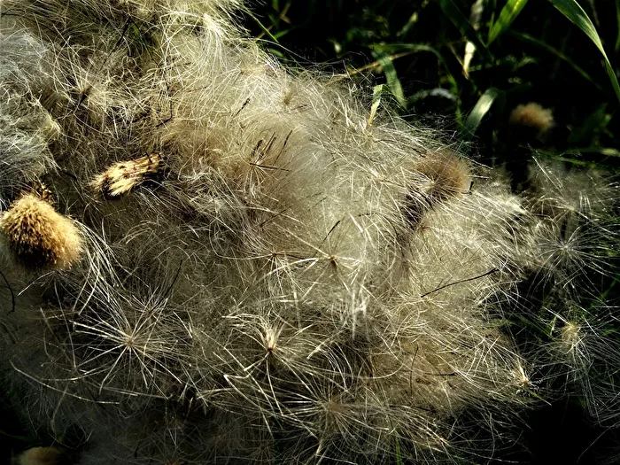 a cotton-like network