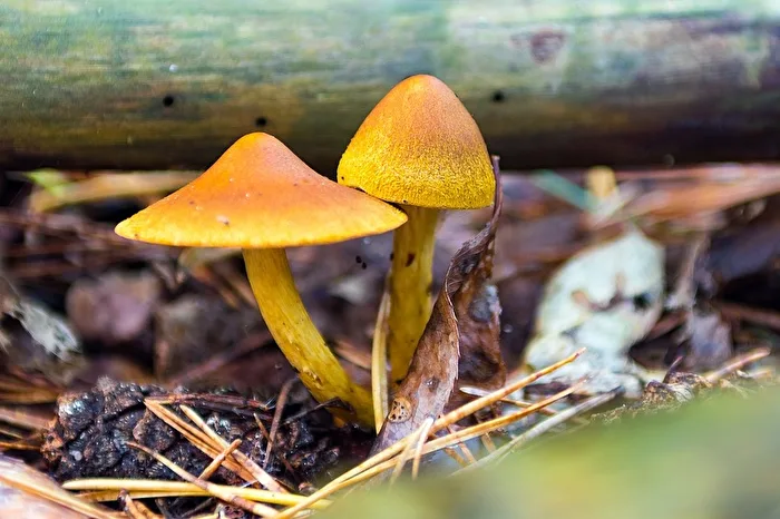 Herbst