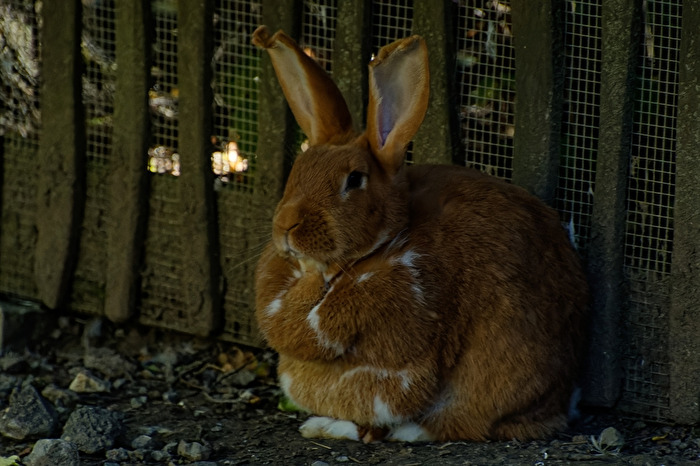 Kaninchen