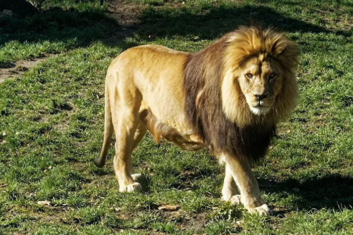 Lion