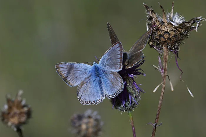 Blue companions