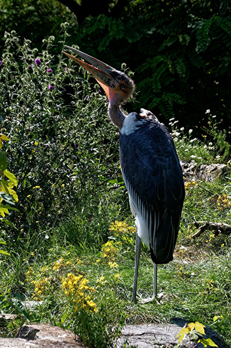 Marabu