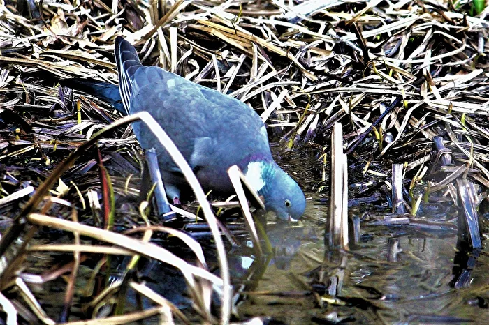 Drinking Dove