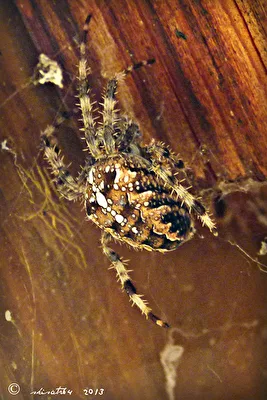 Kreuzspinne