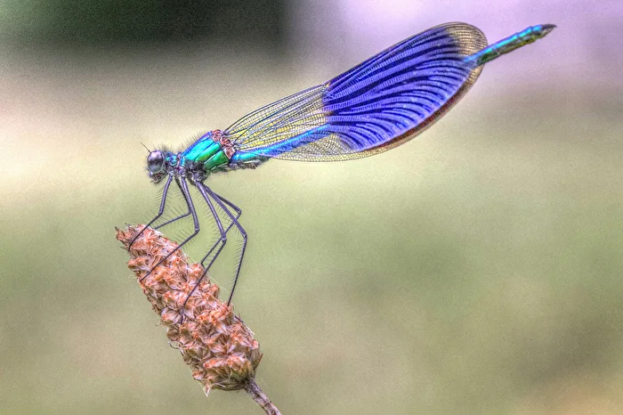 Shimmering Dragonfly