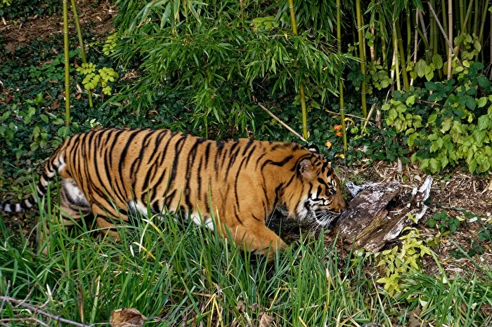 Tigre
