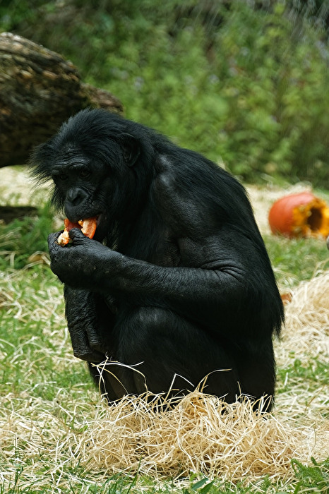 Bonobo