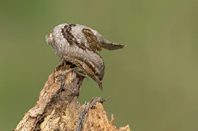 Wendehals bei der Jagd.