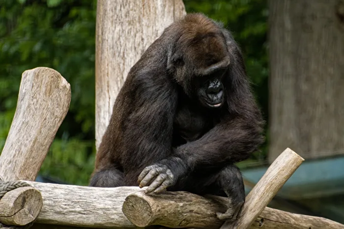 Gorilla